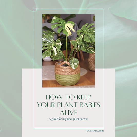 How to keep your plant babies alive- A free guide for beginner plant parents.